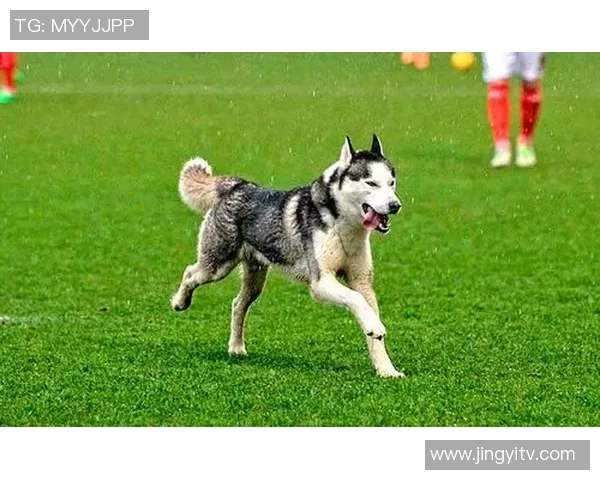狗子化身足球明星的精彩瞬间集锦让你乐享不停的搞笑视频 狗子化身足球明星的精彩瞬间集锦让你乐享不停的搞笑视频