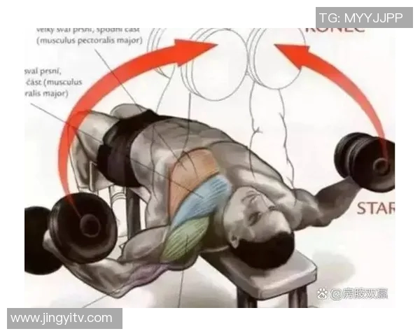 全面解析哑铃的作用与功能助力健身与塑形的最佳选择